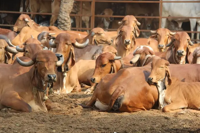 Gau Seva support in the field